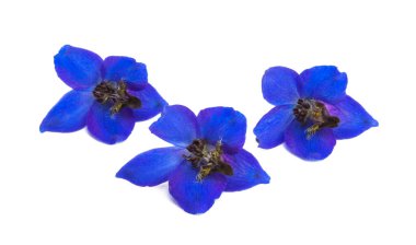 Beyaz arkaplanda izole edilmiş mavi Delphinium çiçekleri
