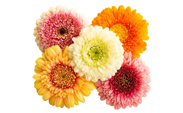 Beautiful Gerbera Flowers Isolated White Background — Stock Photo, Image