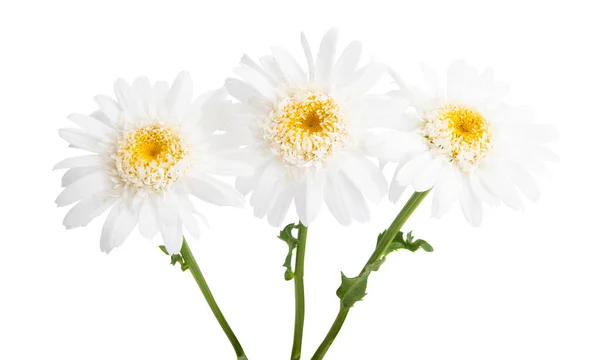Krásný Sedmikráska Květ Izolovaných Bílém Pozadí — Stock fotografie