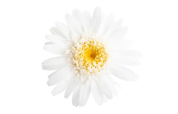 Vackra Daisy Blomman Isolerad Vit Bakgrund — Stockfoto