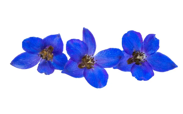 Blauwe Delphinium Bloemen Geïsoleerd Witte Achtergrond — Stockfoto