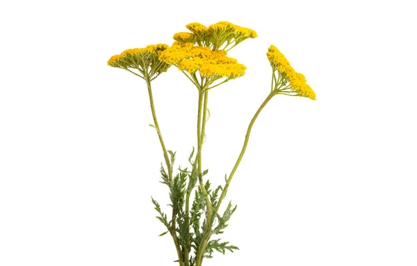 Tansy Isolé Sur Fond Blanc — Photo