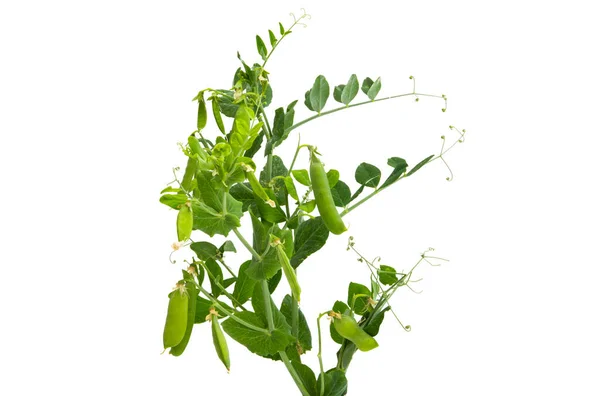 Groene Erwten Geïsoleerd Witte Achtergrond — Stockfoto