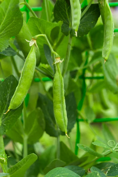 Piselli Verdi Che Crescono Giardino — Foto Stock