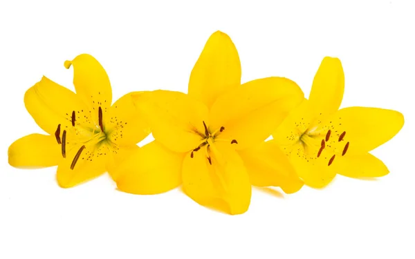 Yellow Lily Isolated White Background — Stock Photo, Image