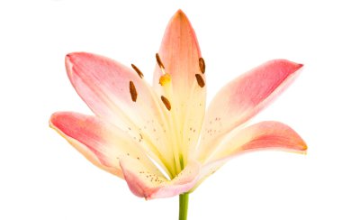 Beyaz arkaplanda izole edilmiş zambak çiçeği