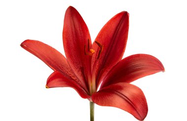 Beyaz arkaplanda izole edilmiş zambak çiçeği