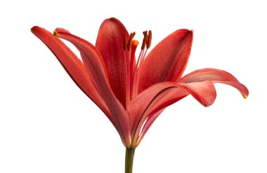 Beyaz arkaplanda izole edilmiş zambak çiçeği