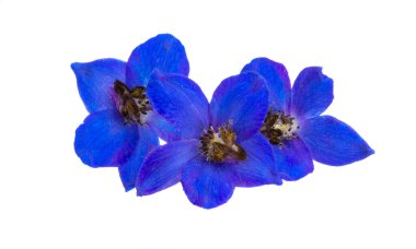 Beyaz arkaplanda izole edilmiş mavi Delphinium çiçeği