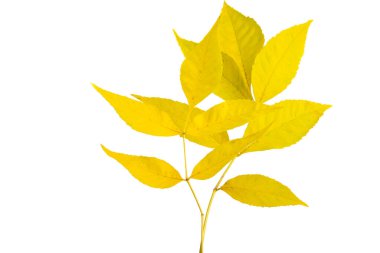 sonbahar yaprakları beyaz arkaplanda izole