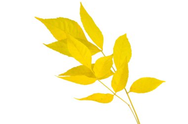 sonbahar yaprakları beyaz arkaplanda izole