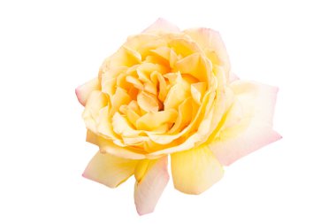 krema rengi beyaz arkaplanda izole