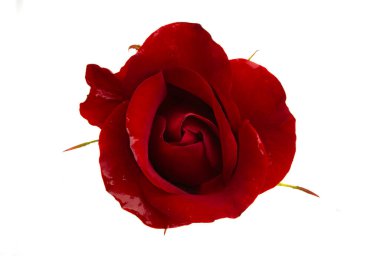 kırmızı gül beyaz arkaplanda izole