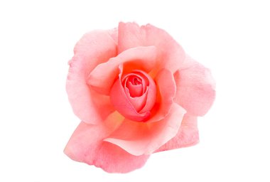 Pembe Gül beyaz arkaplanda izole edildi