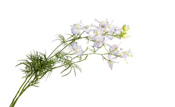 Äng Blomma Isolerad Vit Bakgrund — Stockfoto