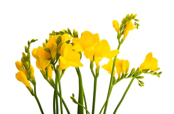 Flores Freesia Amarillas Aisladas Sobre Fondo Blanco —  Fotos de Stock