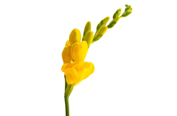 Flores Freesia Amarelo Isolado Fundo Branco — Fotografia de Stock