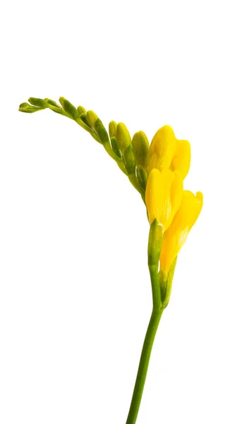 Gule Freesia Blomster Isoleret Hvid Baggrund - Stock-foto