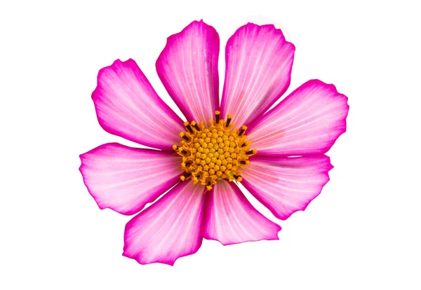 Vacker Kosmea Blomma Isolerad Vit Bakgrund — Stockfoto