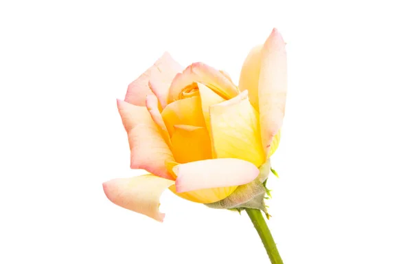 Cream Rose Isolated White Background — Stock Photo, Image