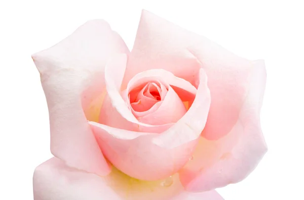 Pink Rose Isolated White Background — Stock Photo, Image