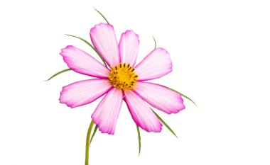 Beyaz arka planda izole edilmiş güzel kozmea çiçeği