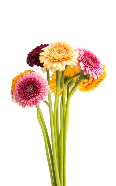 Belle Gerbera Isolé Sur Fond Blanc — Photo