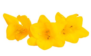 Beyaz arkaplanda sarı frezya çiçekleri