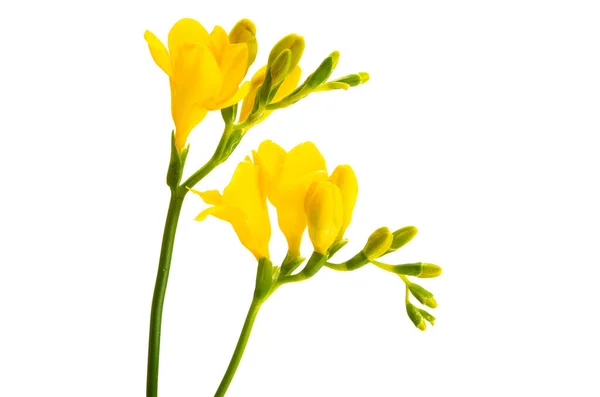 Gelbe Freesia Blume Isoliert Auf Weißem Hintergrund — Stockfoto