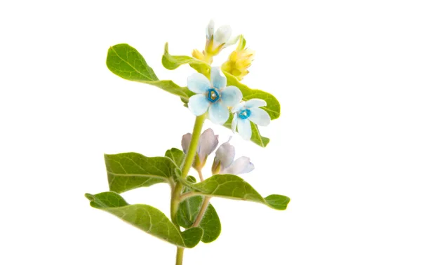 Oxypetalum Λουλούδι Απομονώνονται Λευκό Φόντο — Φωτογραφία Αρχείου