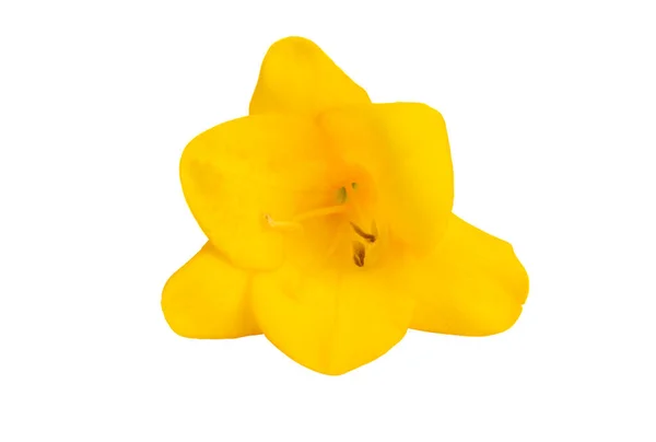 Gul Freesia Blommor Isolerad Vit Bakgrund — Stockfoto