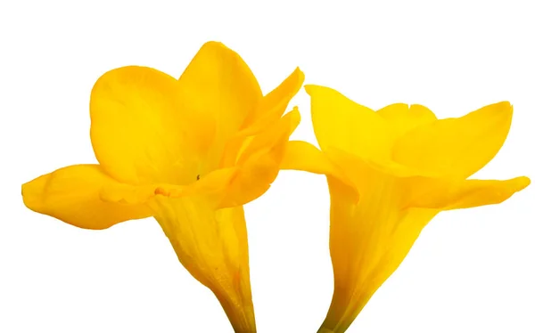 Flores Freesia Amarelo Isolado Fundo Branco — Fotografia de Stock