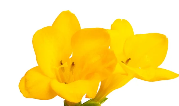 Gele Freesia Bloemen Geïsoleerd Witte Achtergrond — Stockfoto