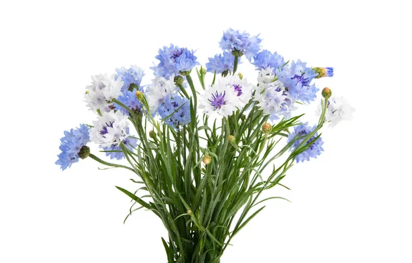 Mooi Boeket Van Korenbloemen Geïsoleerd Witte Achtergrond — Stockfoto