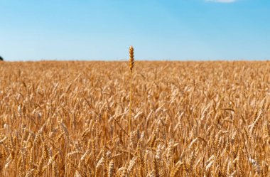 Güneşli bir günde tarlada olgunlaşmış buğday kulakları