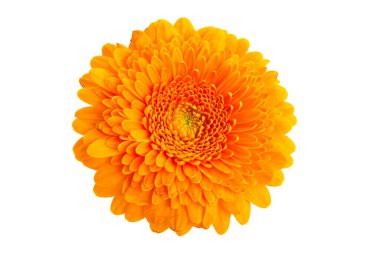 Gerbera çiçeği beyaz arkaplanda izole edilmiş