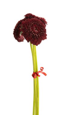 Gerbera çiçeği beyaz arkaplanda izole edilmiş