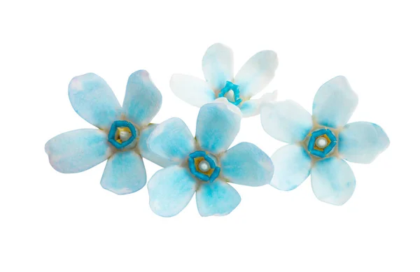 Oxypetalum Blume Isoliert Auf Weißem Hintergrund — Stockfoto