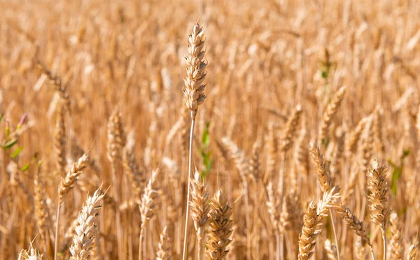 Rijpe Tarweoren Het Veld Een Zonnige Dag — Stockfoto