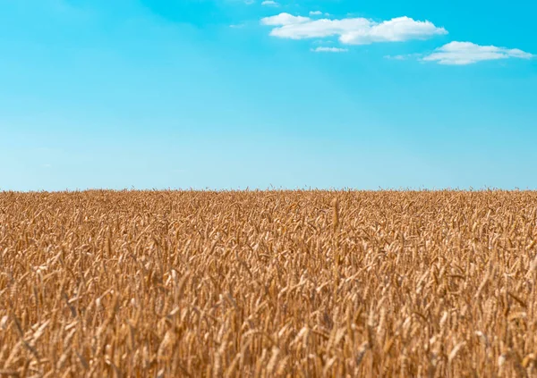 Стиглі Вуха Пшениці Полі Сонячний День — стокове фото