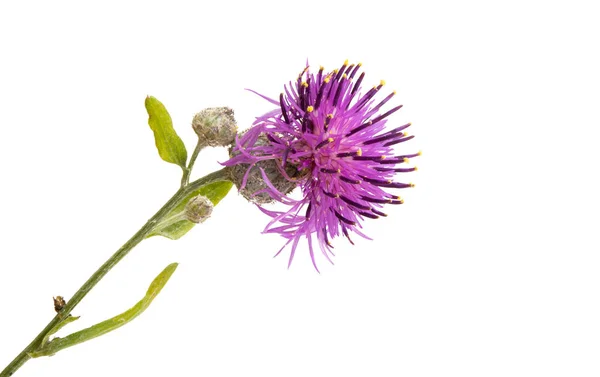 Flor Bardana Isolada Sobre Fundo Branco — Fotografia de Stock