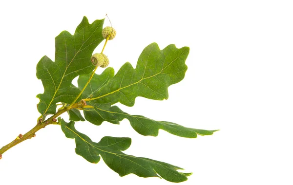 Hoja Roble Aislada Sobre Fondo Blanco — Foto de Stock