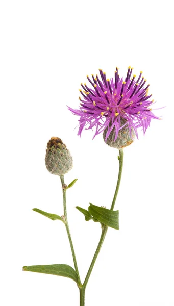 Burdock Flower Isolated White Background — Stock Photo, Image