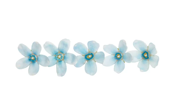 Beyaz Arkaplanda Izole Edilmiş Oxypetalum Çiçeği — Stok fotoğraf