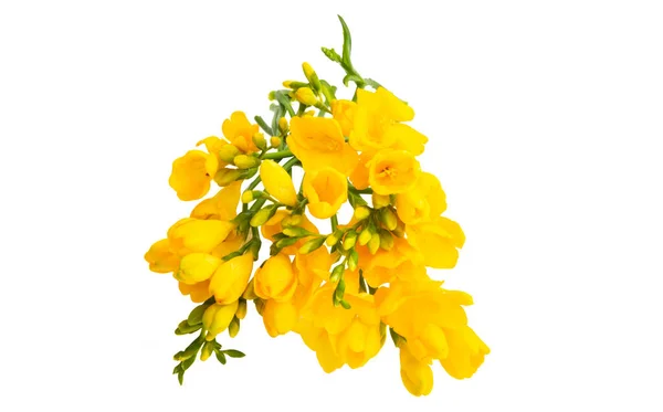 白い背景に孤立した黄色のフリージアの美しい花束 — ストック写真