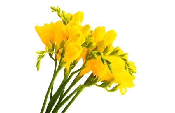 Beautiful Bouquet Yellow Freesia Isolated White Background — Stock Photo, Image