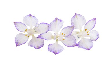 Beyaz arka planda izole edilmiş güzel çayır çiçeği.