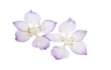 Beyaz arka planda izole edilmiş güzel çayır çiçeği.