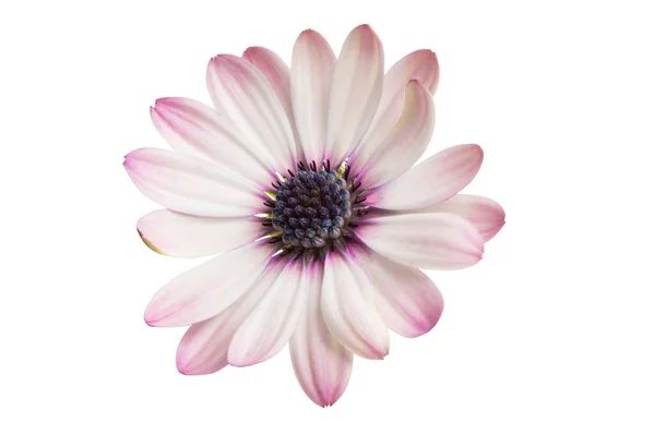 Osteospermum Daisy Flower Isoliert Auf Weißem Hintergrund — Stockfoto