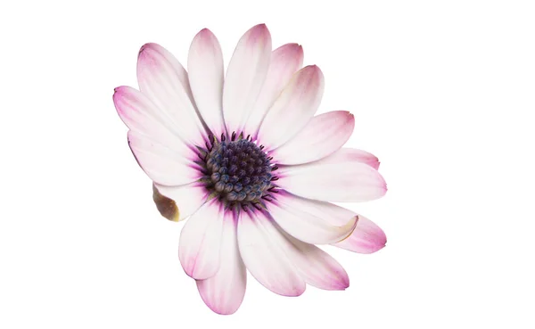 Osteospermum Daisy Flower Isoliert Auf Weißem Hintergrund — Stockfoto